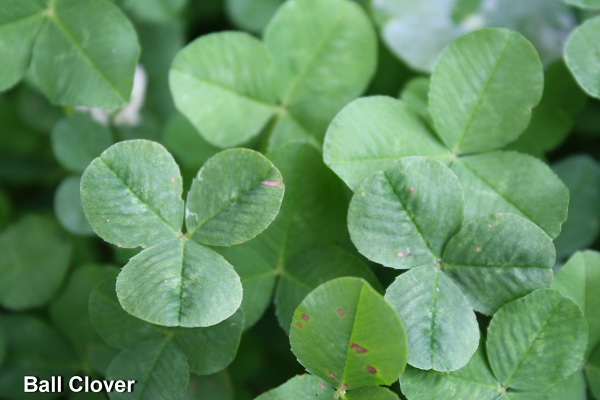 Three-leaved green clovers.