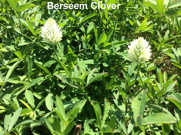 Berseem clover described in text.
