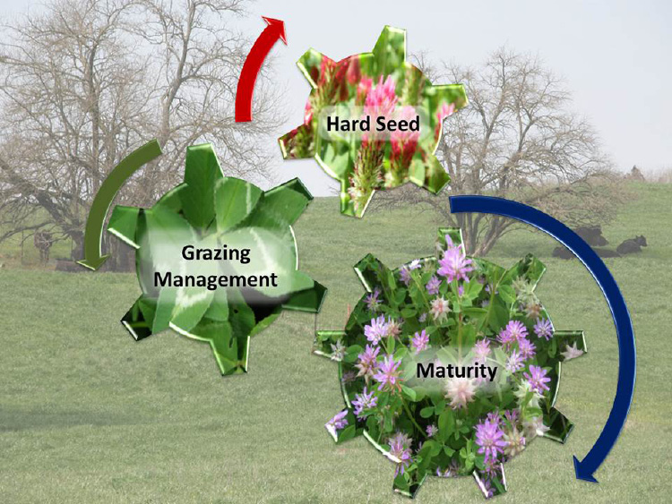Graphic representing three wheels that work together. The wheels are maturity, grazing management, and hard seed.
