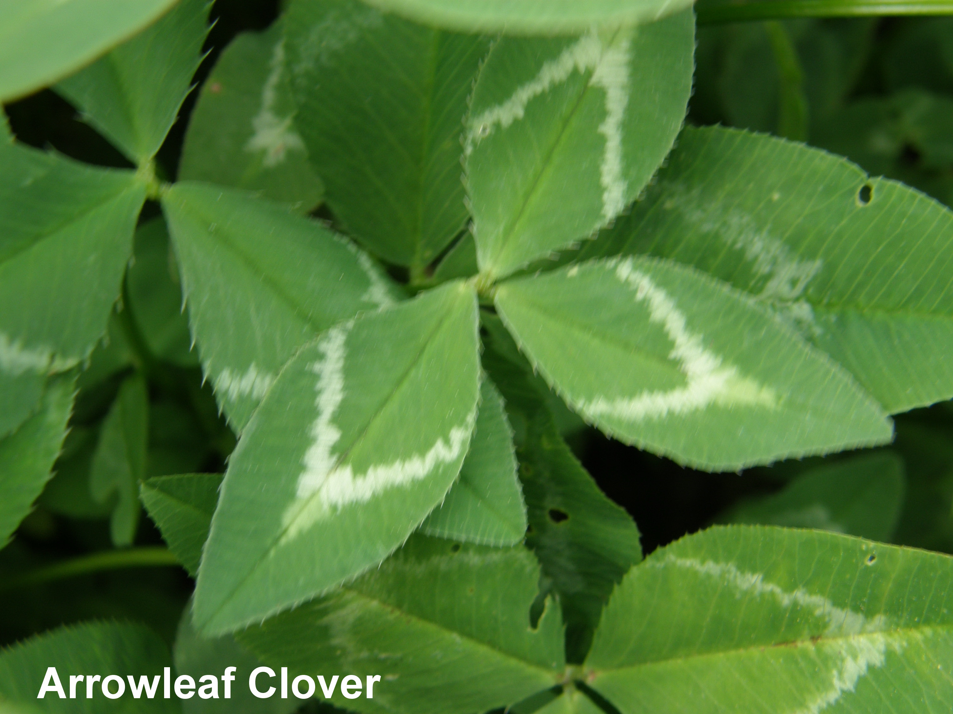 green clover with white markings in the shape of an arrow.