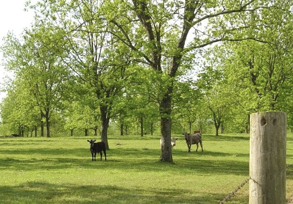 Trees surrounded by green grass and open space. In the open space, there are three cattle, all staring in the direction of the camera. 