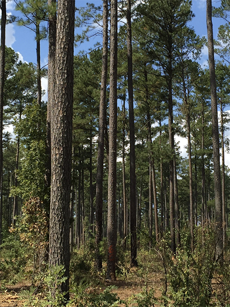 Tall pine trees with some foliage surrounding them on the ground. The tree in the middle is marked with one orange paint stripe. 