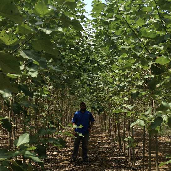 Thin trees in clearly defined, tightly spaced rows. A man is standing between the rows to show how closely spaced they are.
