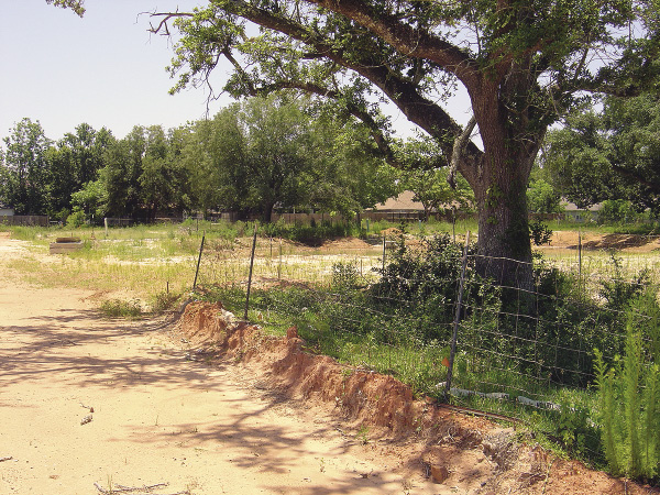 A dirt road runs near a large tree. A bank of dirt across the roadside in front of the tree.