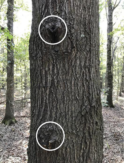 The tree with two knots on the trunk which are defects and will affect the tree grade. 