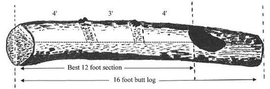 A 16-foot butt-log with three sections of clear wood that are 3 feet, 4 feet, and 3 feet long. These sections are not long enough to qualify as F1 grade, so this log is an F2 grade.