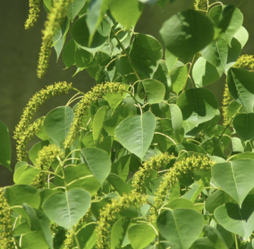 The spiky yellow-green inflorescences of varying lengths are growing within a cluster of waxy green leaves.