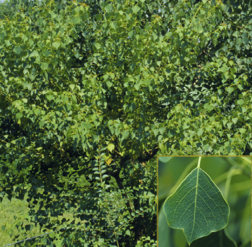 The leaves on a tallowtree plant are varying shades of green, from deep and dark to light and bright.The inset has a single medium-green leaf with yellow outlines around the leaf margin and on the veins.