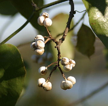 White fruit hangs from a branch in clusters.