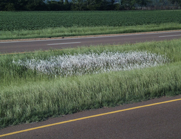 A patch of grass with white tips among green grass along a highway.