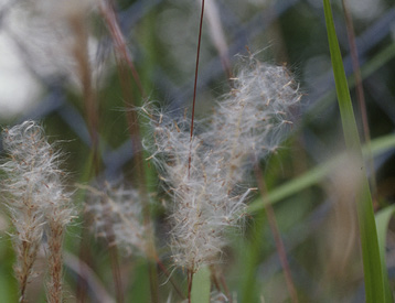 Close-up of the white, silky hairs on cogongrass stems.