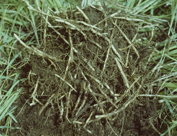 The roots of an uprooted patch of cogongrass.
