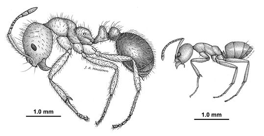An illustration comparing the size of a fire ant major worker with the much smaller Argentine ant worker.