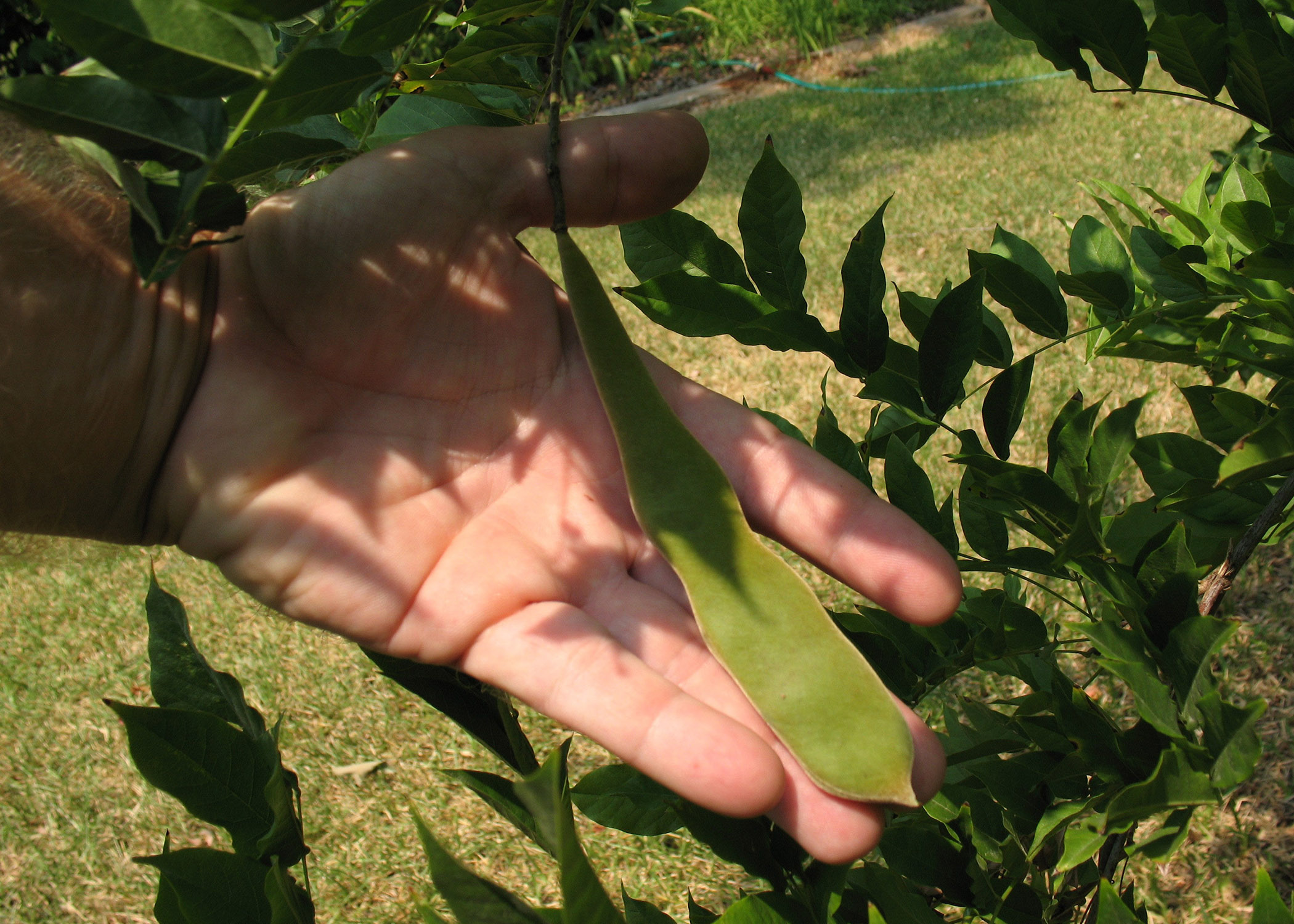 Japanese wisteria fruit is a flat green pod.