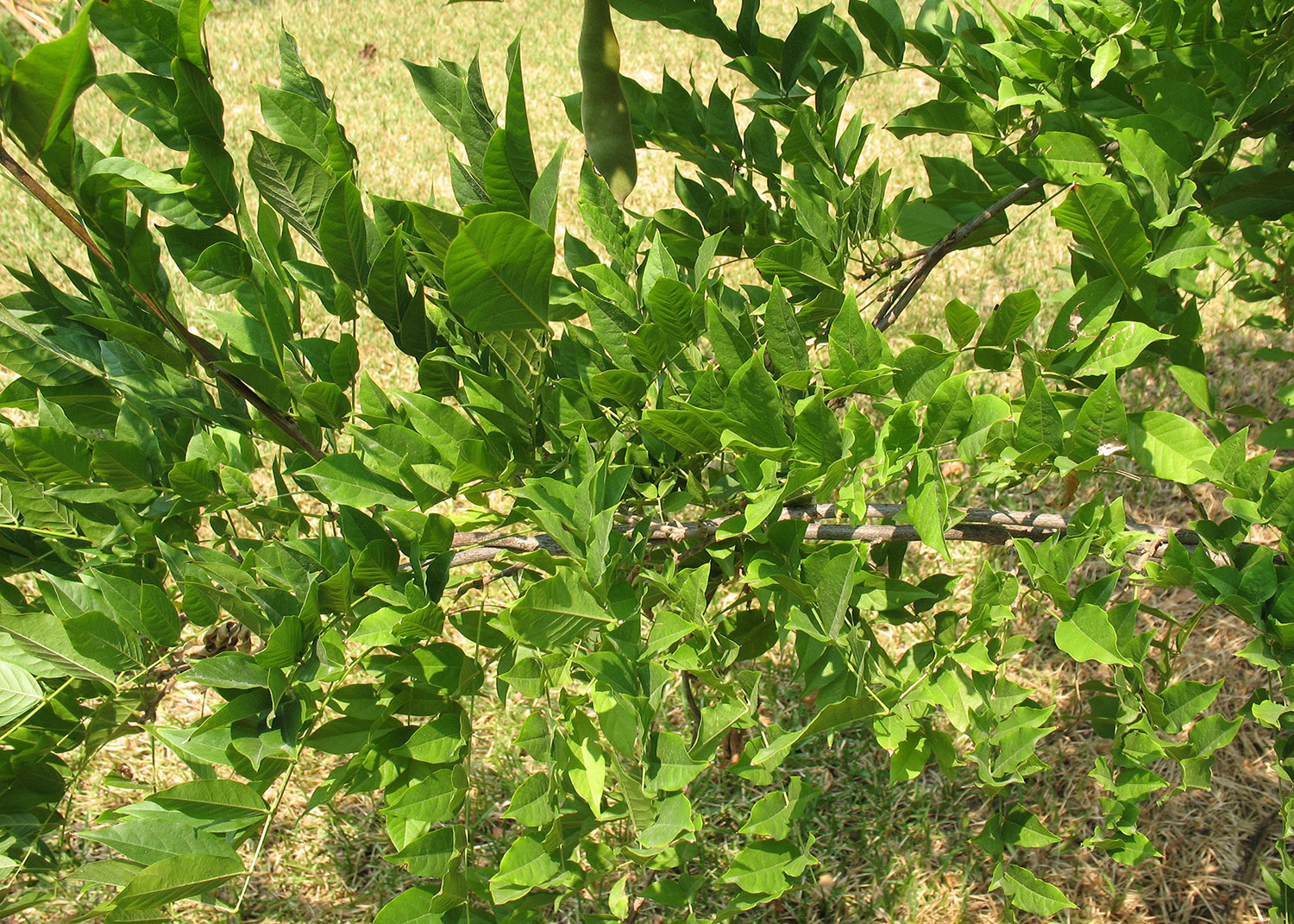 Japanese wisteria hybrid foliage which is green.