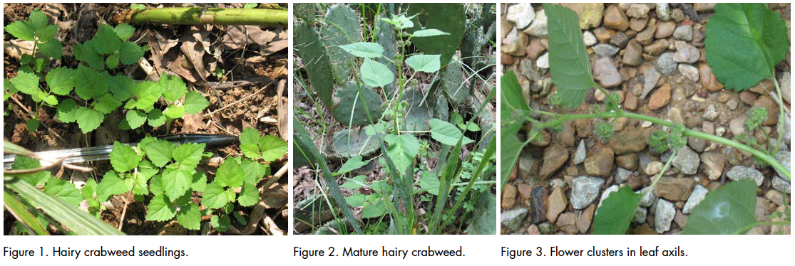 hairy crabweed seedlings (left), mature hairy crabweed (center), flower clusters in leaf axils (right)