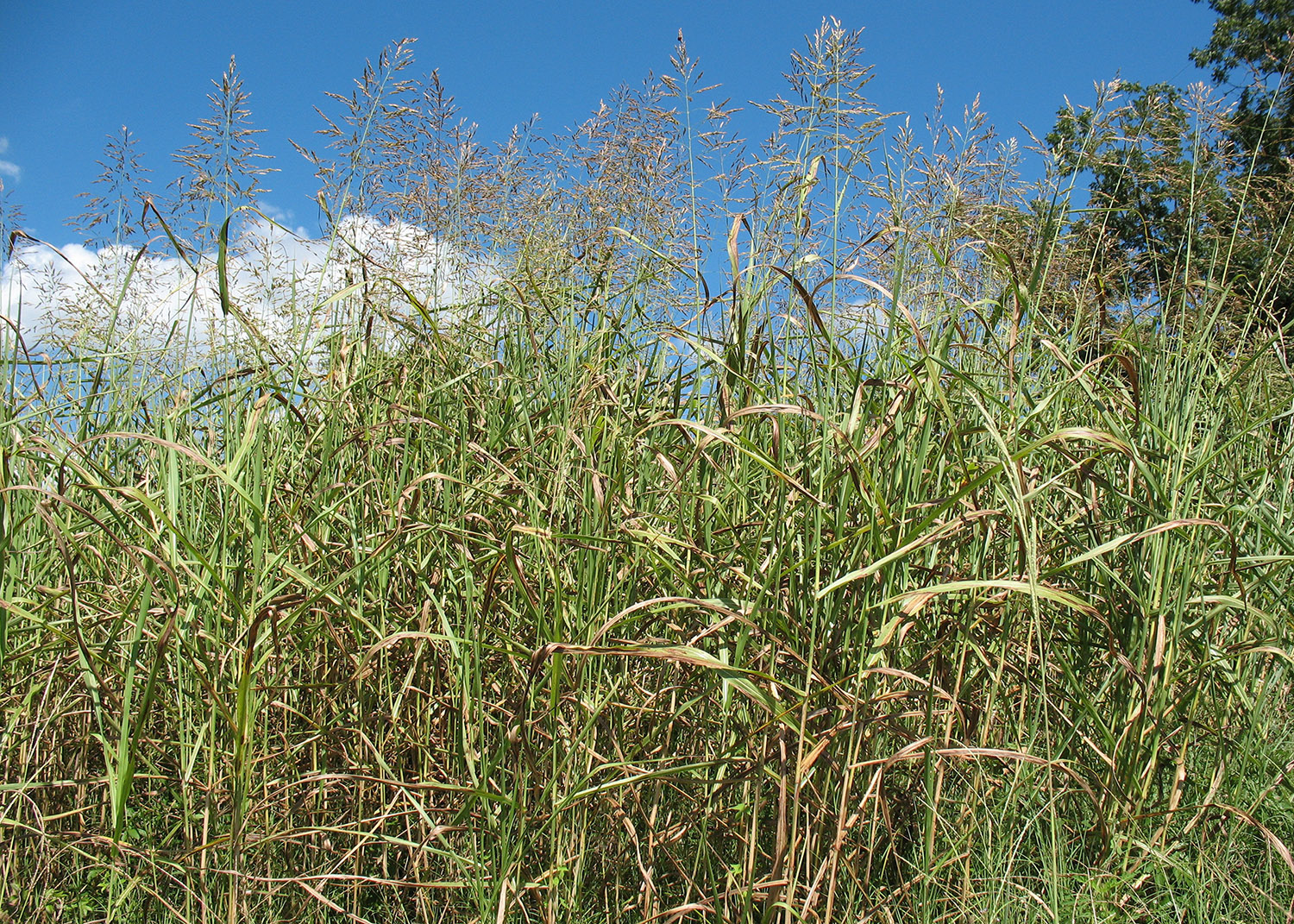 Johnsongrass forms dense stands.