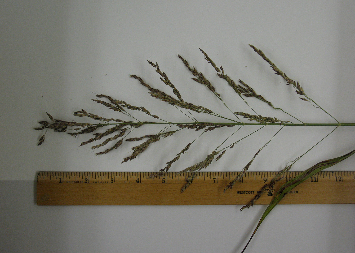 Johnsongrass inflorescences are panicles.
