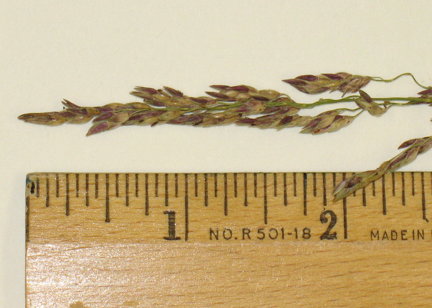 Johnsongrass spikelets have short pedicels with fine hairs.