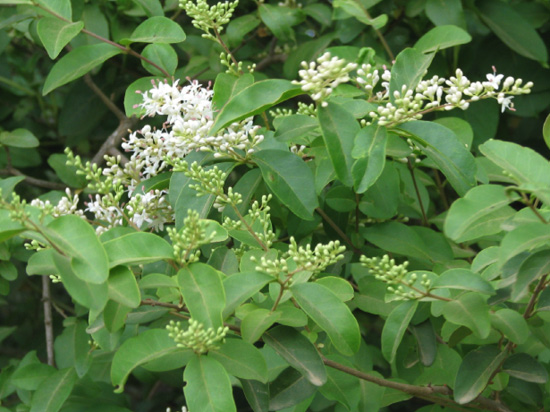 Close-up of green, oval leaves and tiny, white flower clusters.