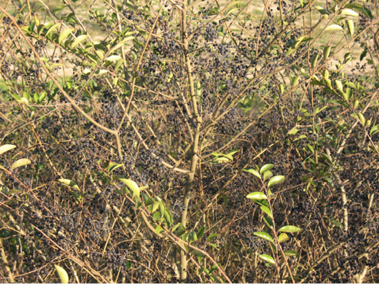 Mostly bare stems with clusters of small, dark purple to black berries.