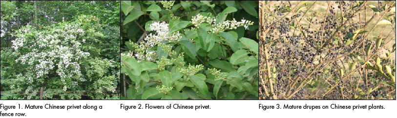 Mature Chinese privet, flowers of Chinese privet, and mature drupes on Chinese privet plants.