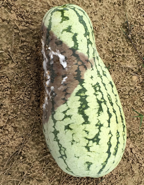 A green watermelon resting on soil. The watermelon has a large, brown area with a white, cottony substance on it. 