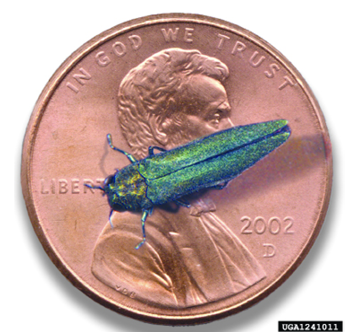 A metallic-green insect on a penny for size comparison.