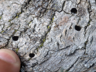 Close-up of a tree's bark with four very small, D-shaped holes.