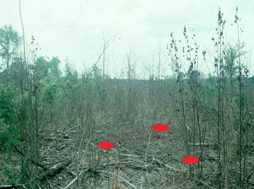 A woody release operation where herbicide has controlled undesirable woody and herbaceous vegetation leaving pine seedlings unharmed. The unharmed pine seedlings are indicated by arrows.
