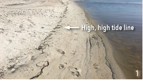 Beach area with an arrow pointing to the wrack line.