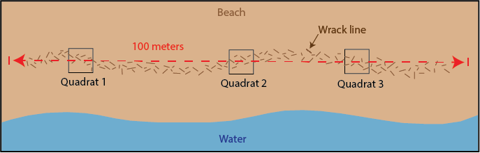 Diagram showing the wrack line on a beach. The line is divided into three sampling quadrats about 100 meters apart.