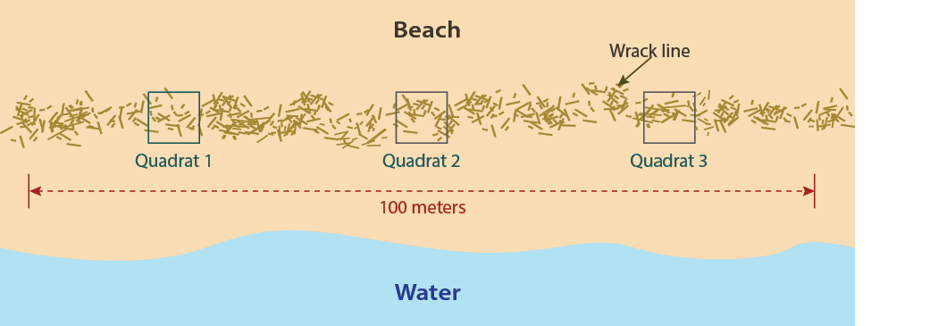 Three equally spaced quadrats are set up along the wrack line on a 100-meter length of beach.