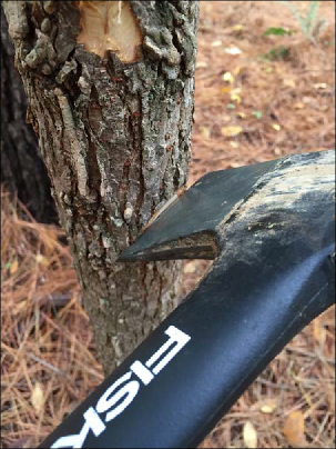 An axe is wedged into the trunk of an elm to create an injection site.