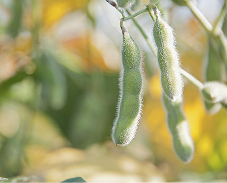 Soybean plant.
