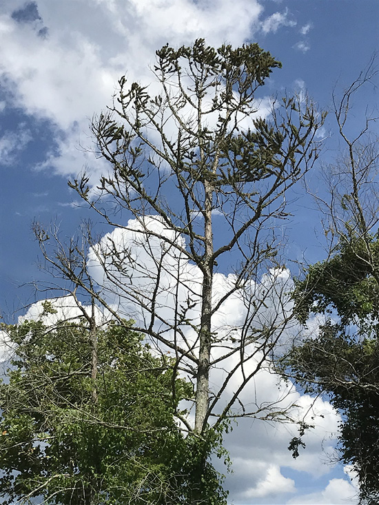 A tree with mostly bare branches and some brown leaves.