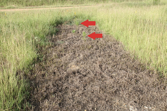 A bare strip of land with small seedlings growing.