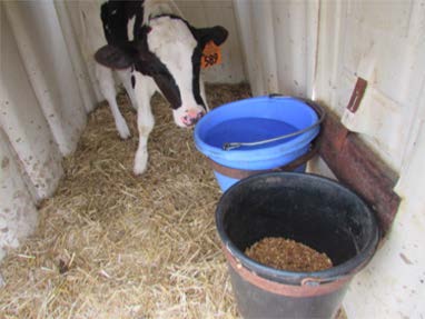 A black and white dairy calf in a clean pen.
