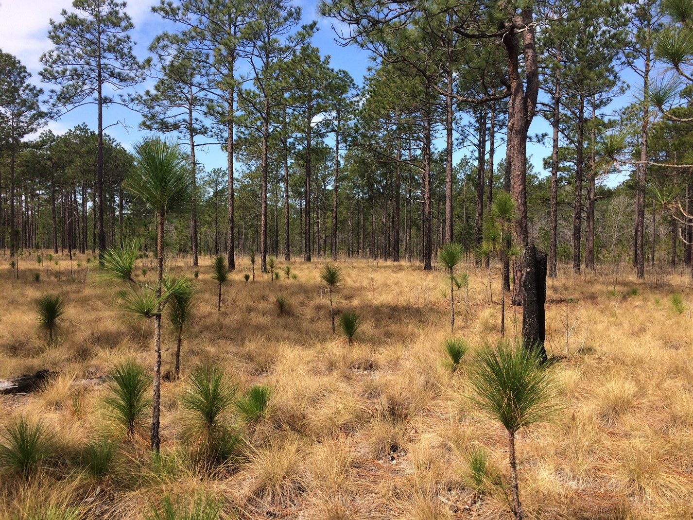 Forest floor is filled with longleaf pine seedlings in it's bushy tan form leaving the grass stage of growth.