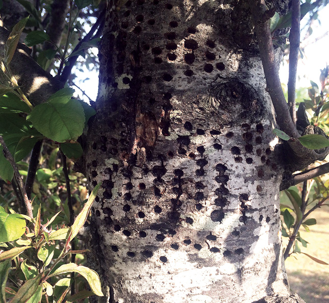 Sapsucker holes in a tree trunk are lined up in rows. The holes are about 1/4 inch in diameter.
