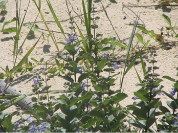 Green leaves and small, purple flowers with beach sand in the background.