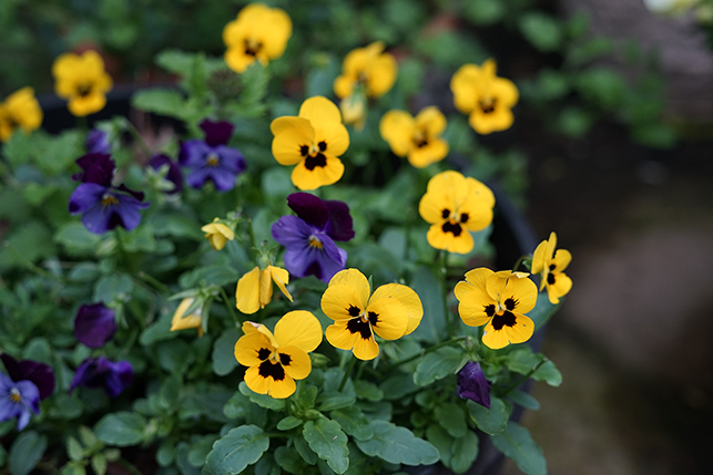 yellow and purple blooms on cool-season bedding plants.