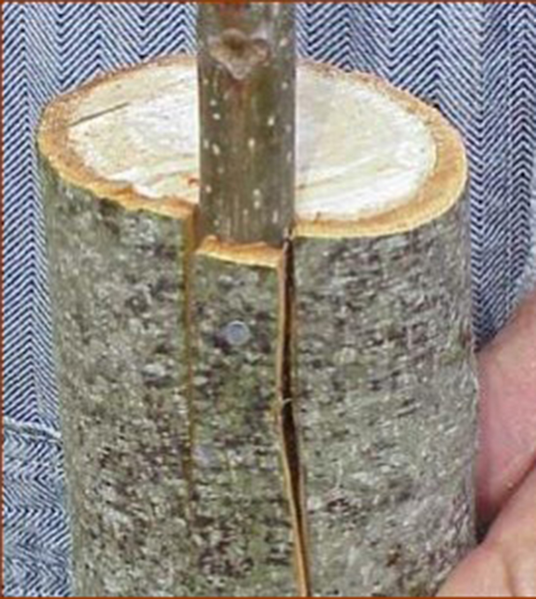 A finished bark graft shows the new scion branch secured by a small nail in the cut made in the larger branch.