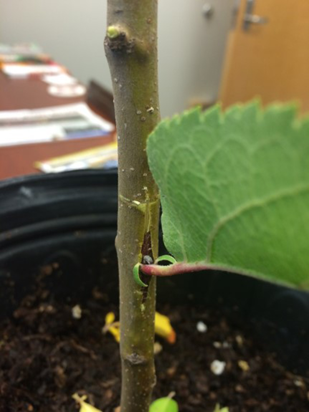 The potted plant's trunk with a stem inserted into the T cut. The new stem has a leaf.
