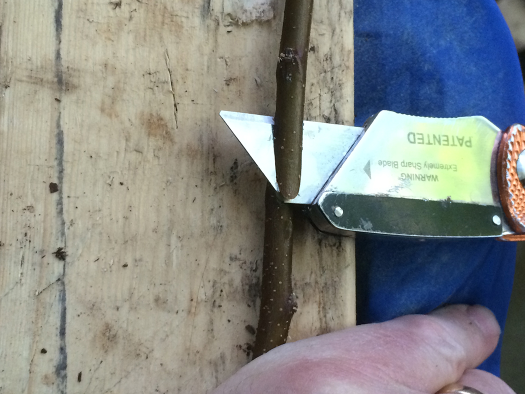 A person's hand holds a stem with a box cutter blade making a diagonal cut.