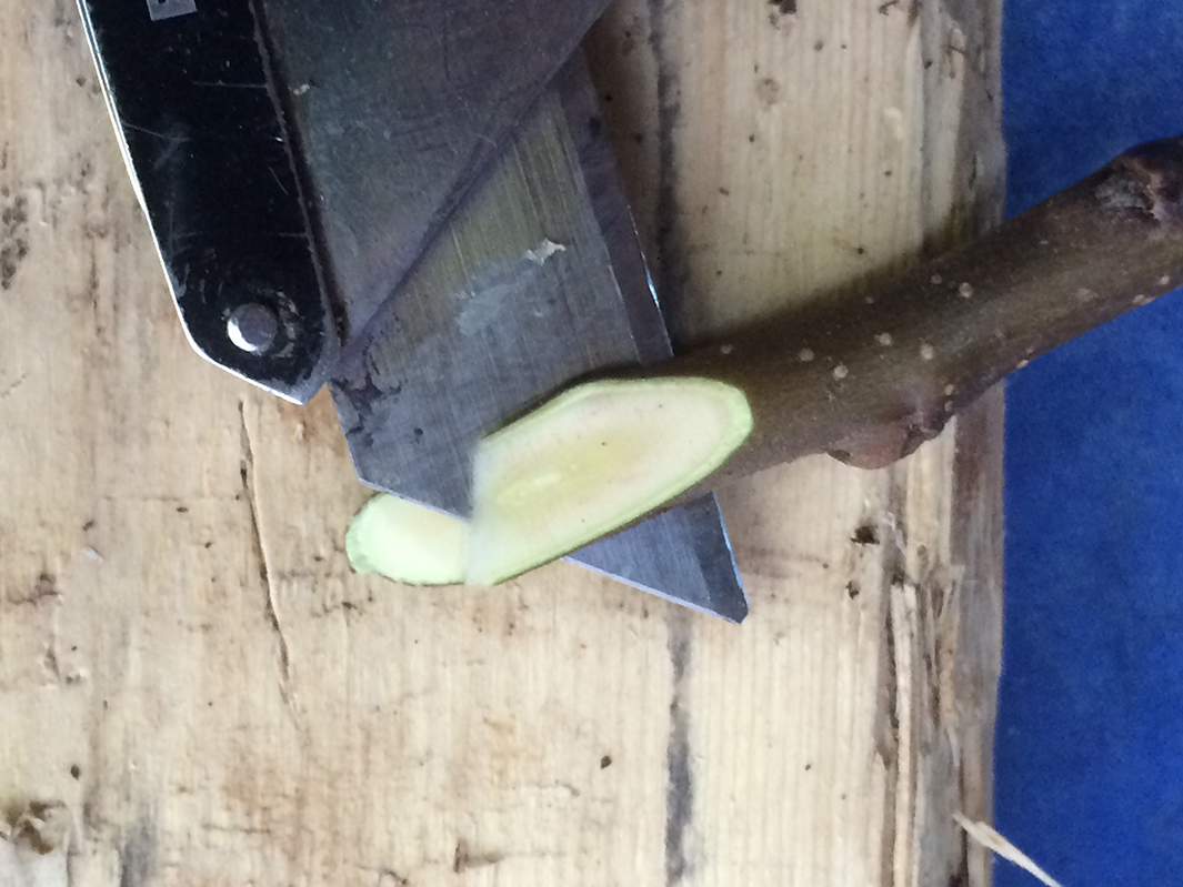 A box cutter blade cutting one-third of the way into a stem's diagonal-cut end.