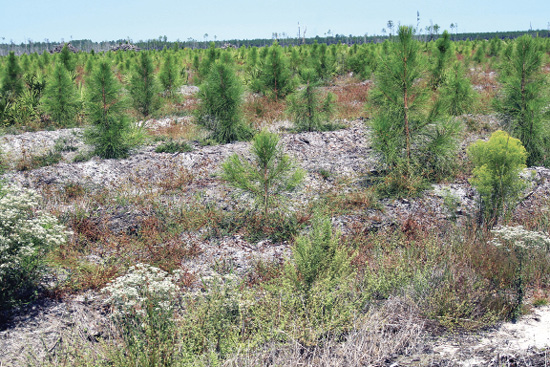 Pine seedlings growing on a site with very little competing vegetation.