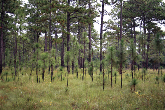Pine seedlings growing in a forest opening surrounded by large pine trees.
