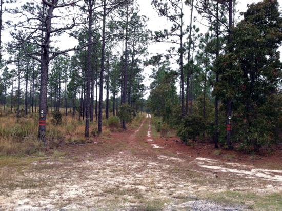 Two forests with a road between them. Pines are in the overstory with herbaceous species in the understory on the left and woody species in the understory on the right.