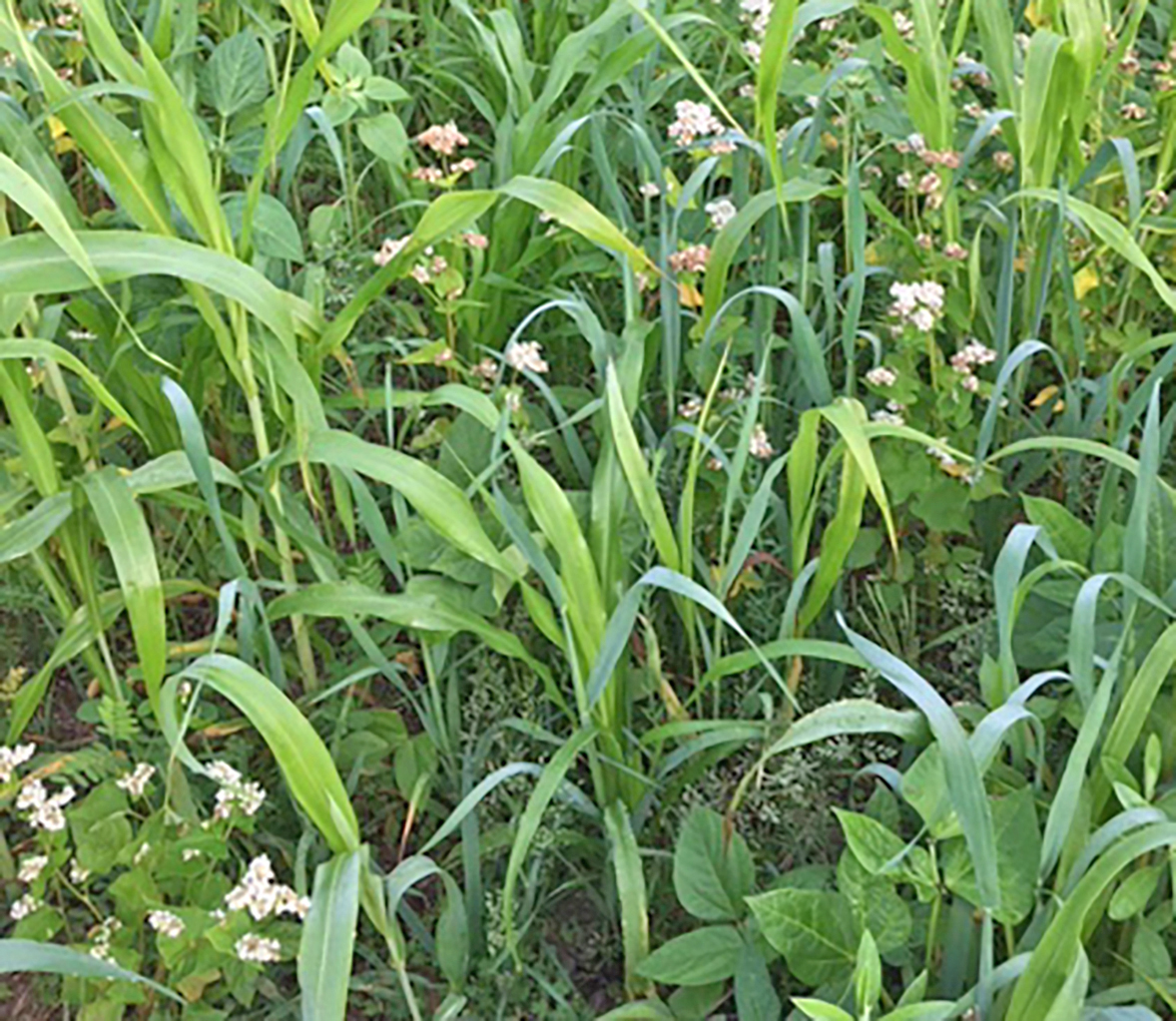 Several types of grass, some tall and some short, and some with small, white flowers.